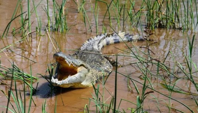 Disangka Biawak, Ternyata Buaya Masuk Pemukiman Warga Sangatta Utara