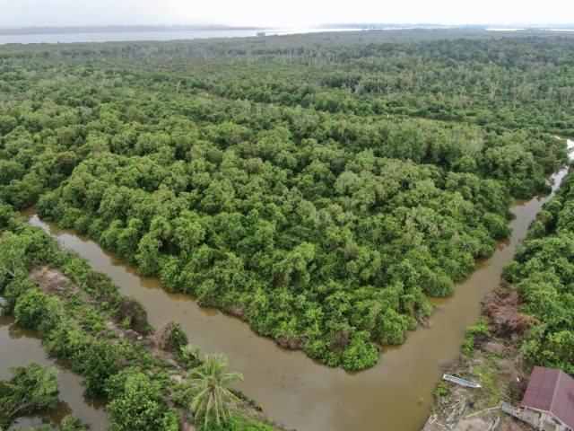 Aksi Kolaboratif Untuk Melindungi Mangrove Di Kabupaten Berau